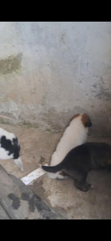 ev heyvanları: 2 ay, Peyvəndli — 2