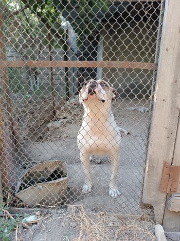 pulsuz itler verilir: Pitbul, 1 il, Erkek, Peyvəndli, Ünvandan götürmə