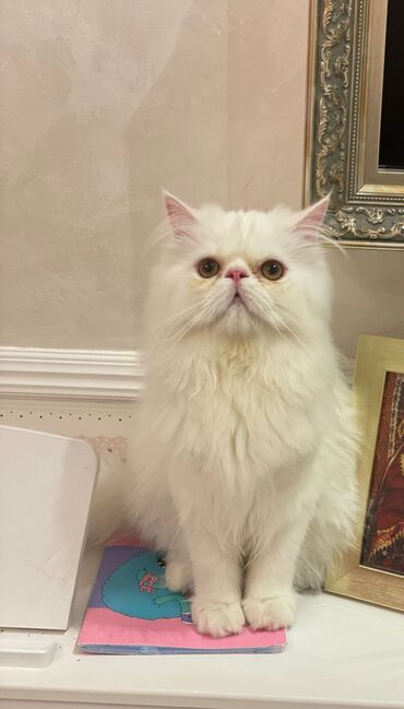 Pişiklər: Persian cat, Male animal, For mating cat, Pulsuz çatdırılma