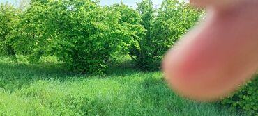 sekide satilan torpaqlar 2022: 18 sot, Kənd təsərrüfatı, Mülkiyyətçi, Bələdiyyə