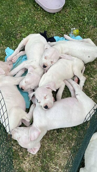 Psi: Na prodaju 9 prelepih štenaca DOGO ARGENTINO, 1 ima flekicu na oku i — 16