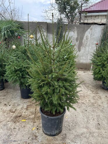 Landşaft işləri: Dekarativ agaclarin satişi çatrlme ekme odenişludir qazon torf — 3