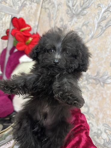 İtlər: Pudel, 3 ay, Erkek, Sənədli, Ünvandan götürmə, Ödənişli çatdırılma — 9