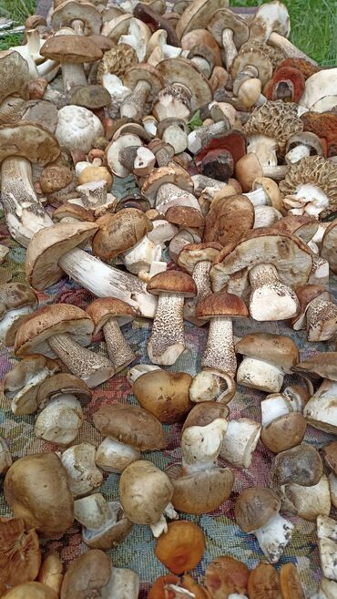 сухие грибы: Грибы В розницу, Платная доставка