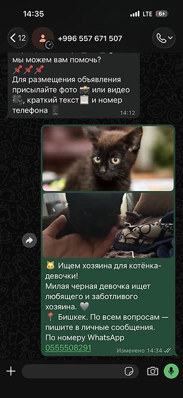 игривый: Кошка даром: Беспородная, Девочка — 1