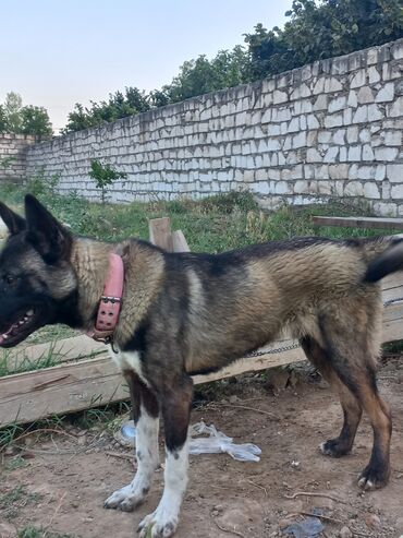 çubus it: Akita-inu, 11 ay, Erkek, Peyvəndli, Ünvandan götürmə