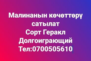 Фрукты и ягоды: Саженцы : Малина, Самовывоз