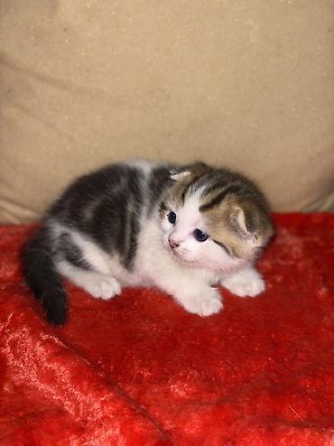 кой союшка: Шотландские вислоухие котята (Scottish Fold) Все мальчики - Окрас — 3