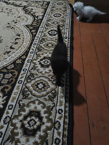 Pişiklər: Erkək, Dişi, Yaxşı əllərə, Ödənişli çatdırılma, Ünvandan götürmə — 1
