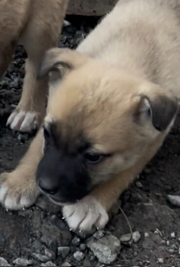 Продажа собак: 1 месяц, Самец — 15