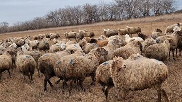 Qoyunlar, qoçlar: Otlaqda otlayan bir sürü qoyun. Qoyunların əksəriyyəti açıq rəngli — 19