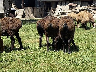 Баран, овца: Продаю | Баран (самец) at lalafo.kg — 7 Баран, овца: Продаю | Баран (самец) — 7