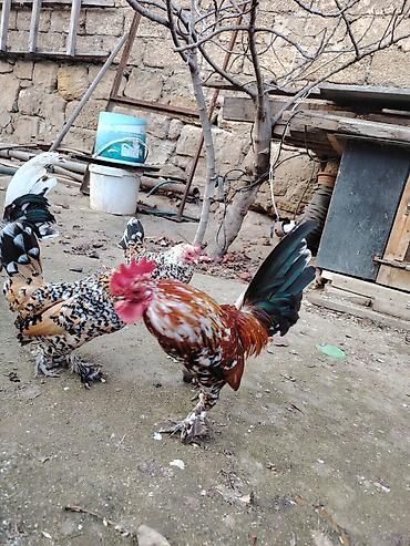 Xoruzlar: Yaponkalar satılır ünvan Əmircan — 12