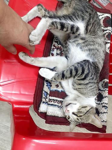 кошка купить бишкек: 2 года, Мальчик — 2