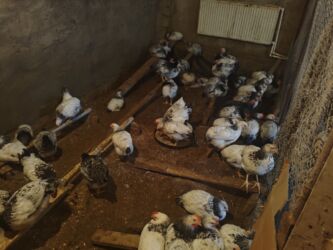 Cücələr: Selebrsiz Cuceleri /toyuqlar qrupu Sağlam və baxımlı cücələr — 10