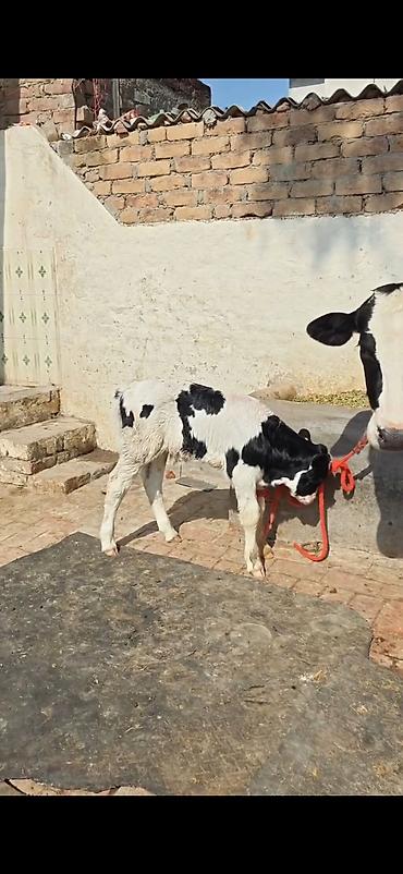 Inəklər, öküzlər: Holşteyn (qara-ağ) inək – buzovla birlikdə - Cins: Holşteyn, qara-ağ -da lalafo.az — 7 Inəklər, öküzlər: Holşteyn (qara-ağ) inək – buzovla birlikdə - Cins: Holşteyn, qara-ağ — 7