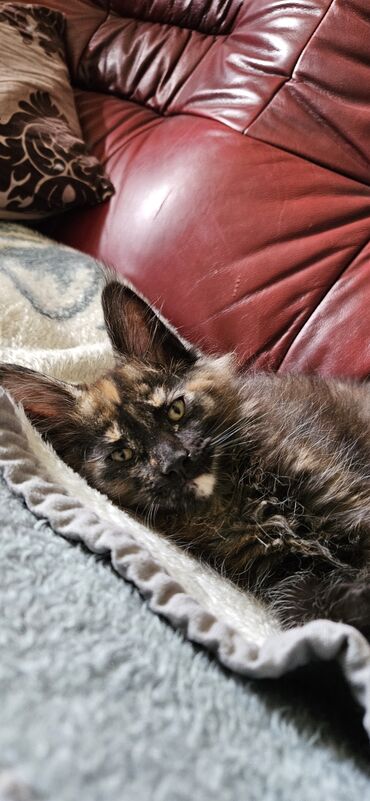 francuski buldog stenci na prodaju: Maine coon black tortie zensko mace dostupno. Roditelji u vlasnistvu