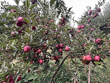 Яблоки: Яблоки Крипсон, Оптом — 12