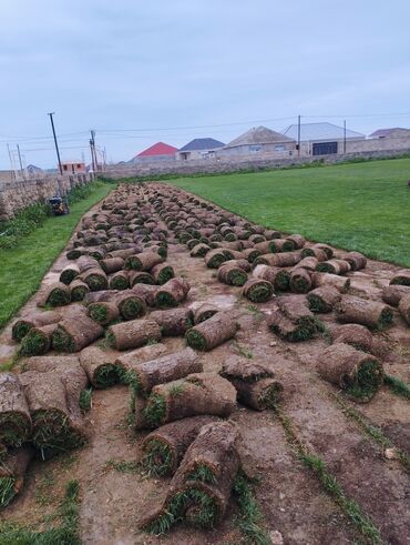 Süni qazon: Rulon qazon - Peşəkar qazon plantasiyasından kəsilib rulon halında — 12