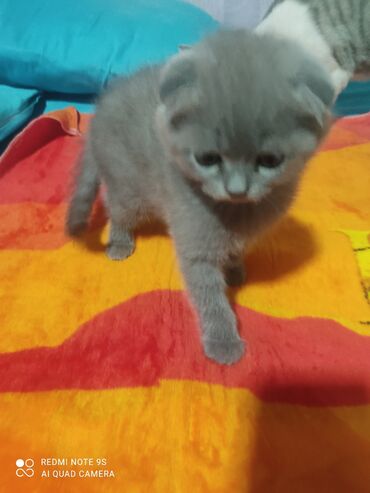 Pişiklər: Şotland, Erkək, Dişi, Ünvandan götürmə -da lalafo.az — 8 Pişiklər: Şotland, Erkək, Dişi, Ünvandan götürmə — 8