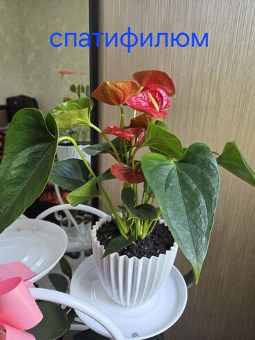 аквариум изготовление: Продаю домашние цветы. Разные! Много! Здоровые и Красивые! Цветы