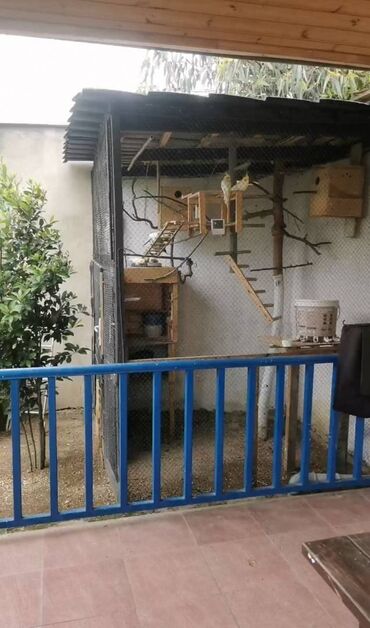 Quş: 9 ədəd korella bir ailədən çoxalıb. Hazırda 4 cüt dur yumurtlayır — 13