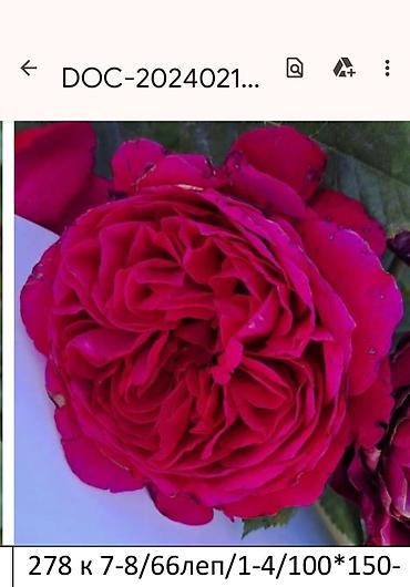 Садовые цветы и кустарники: Корни роз - Крупноцветковая чайно-гибридная роза с — 43