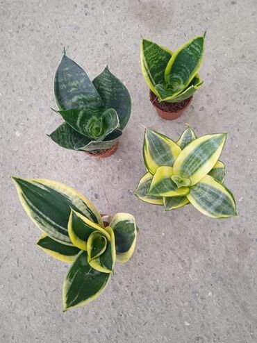 Otaq bitkiləri: Sansevieria Hanni Gold 20₼ fərqli karlik növlər. 1 dənə 20₼. metroya