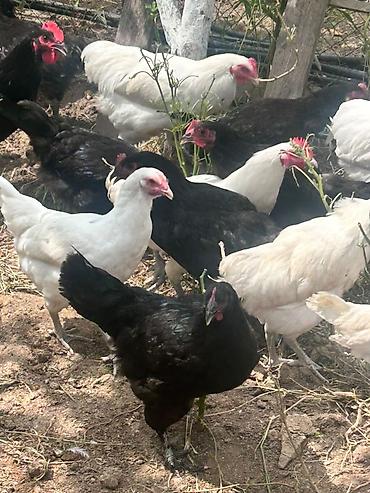 qala cinsi qoyun satilir: Salam tam saglam ag qara temiz cins 4 ay yarimliq avstralip colpalar — 3