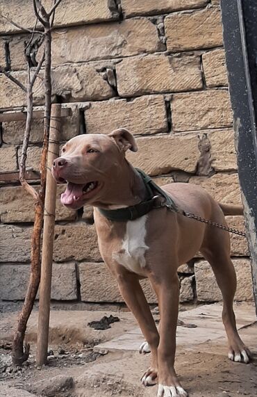 İtlər: Pitbul, 1 il, Erkek, Ünvandan götürmə