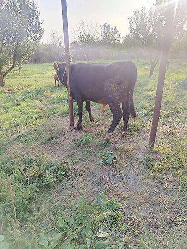 inəyin od dasi: Satılır: Qara-ağ rəngli cins buzov 8 aylığ super cins sünü — 5
