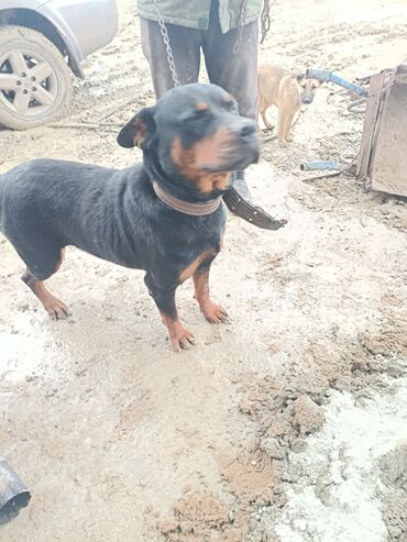 İtlər: Doberman, 2 il — 9