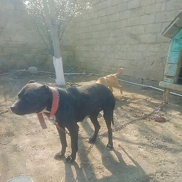 İtlər: Pitbul — 5