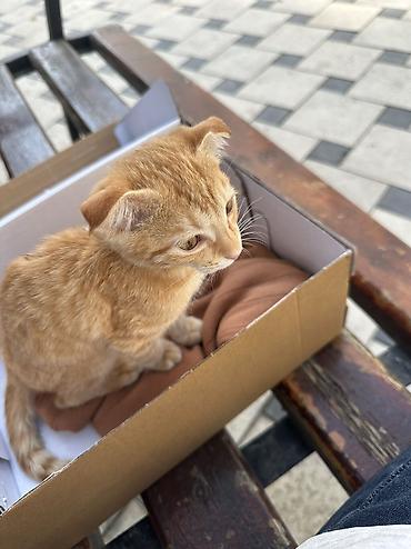 кошка рыжая: Кошка даром: Беспородная, 2 месяца, Мальчик — 1