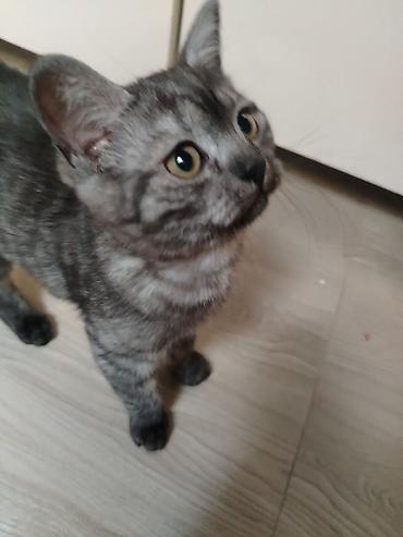 Pişiklər: Yaxşı əllərə — 2