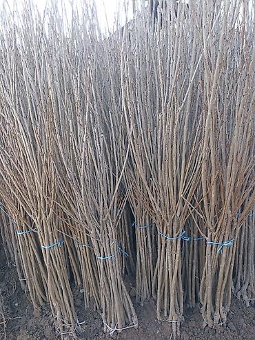 Виноград: Саженцы оптом и в розницу г.Бишкек доставка по городу Все виды — 18