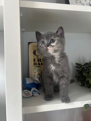 pişik eşyaları: Şinşilla, Erkək, Dişi, Yaxşı əllərə, Ünvandan götürmə, Pulsuz çatdırılma, Ödənişli çatdırılma