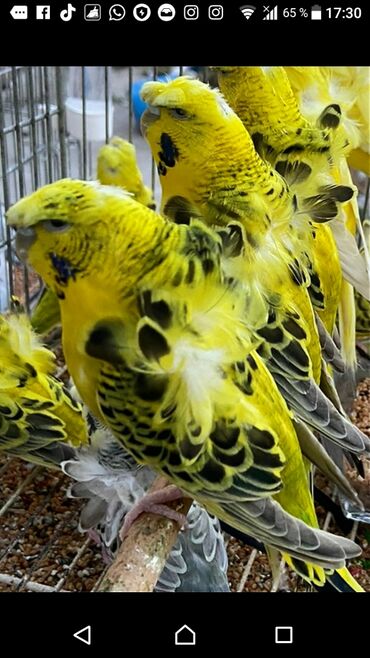 Tutuquşları: Quşlar satlır karella bülbül,fişer,nerazlucnik və sayri münasib — 3