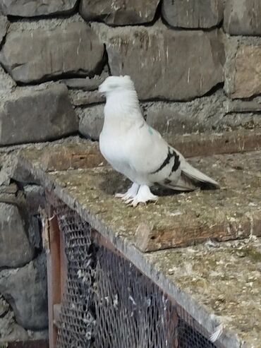 Göyərçinlər: Salam.diqqətlə oxu sonra yaz.hübkariler biri 20 və 30 azn.şişmanlar — 10