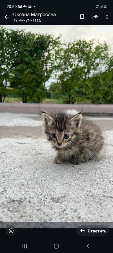 продам котят: Породасыз, 1 айлык, Ургаачы, Аргын