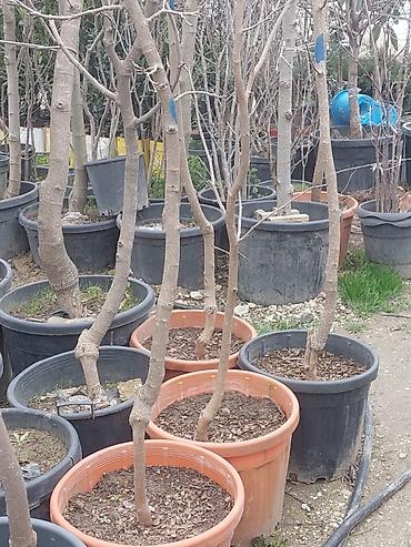 limon ağaçı: Xar tut 50 aznnan başdiyir 250 manatadek agaclar — 2