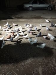 отдам котят в добрые руки: Başlıq: Kom hamsı 170 1ri 4 m