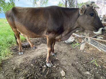 коровы животные: Продаю | Корова (самка) | Алатауская | Для разведения, Для молока | Стельные