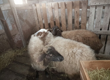 Qoyunlar, qoçlar: QOYUN-QUZU KEÇİLƏR — 1