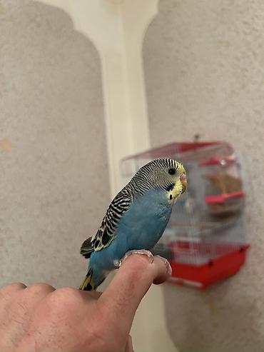 Tutuquşları: 🦜 Xüsusi Danışan Macha – 3 Aylıq Erkək Bala 🦜 Seçilmiş baxım və — 6