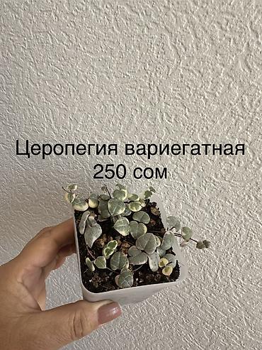 сыч: Укорененные черенки/отростки. Адрес 8 мкр — 7