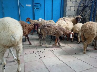 Quzu: Quzular 8 erkek bir dişi saxlamalı quzulardi biri 220 azn kom alana