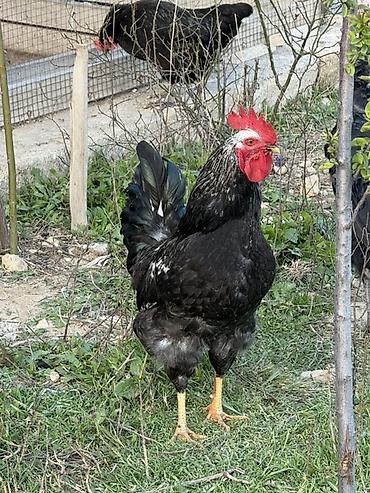 hind quslari: Məhsul: Qara-lələklı, gümüşi yaxalı toyuq cinsi xoruz Xüsusiyyətlər — 2