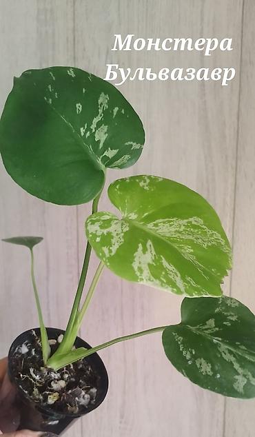 пантера котедж слив: Монстера Monstera 'Aurea Neon' / 'Lemon Lime'). Продажа!!! Монстера — 4