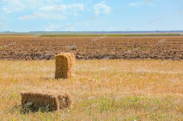 яблочный жмых: 🌾 Продаю пшеничную солому в тюках 🌾 ✅ Тип пресса: SIPMA ✅ Состояние